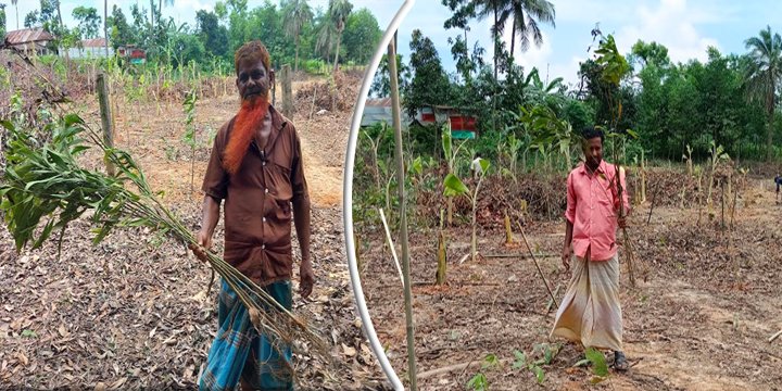 কালিয়াকৈরে গাছের চারার সাথে শত্রুতা,থানায় অভিযোগ