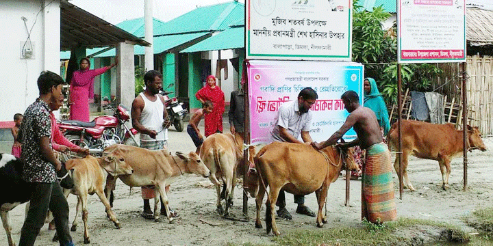 ডিমলায় প্রাণিসম্পদের ফ্রি ভেটেরিনারী মেডিকেল ক্যাম্প